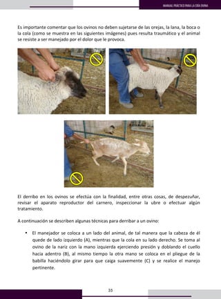 35
MANUAL PRÁCTICO PARA LA CRÍA OVINA
Es importante comentar que los ovinos no deben sujetarse de las orejas, la lana, la boca o 
la cola (como se muestra en las siguientes imágenes) pues resulta traumático y el animal 
se resiste a ser manejado por el dolor que le provoca. 
 
     
 
 
 
El  derribo  en  los  ovinos  se  efectúa  con  la  finalidad,  entre  otras  cosas,  de  despezuñar, 
revisar  el  aparato  reproductor  del  carnero,  inspeccionar  la  ubre  o  efectuar  algún 
tratamiento. 
 
A continuación se describen algunas técnicas para derribar a un ovino: 
 
• El manejador se coloca a un lado del animal, de tal manera que la cabeza de él 
quede de lado izquierdo (A), mientras que la cola en su lado derecho. Se toma al 
ovino de la nariz con la mano izquierda ejerciendo presión y doblando el cuello 
hacia  adentro  (B),  al  mismo  tiempo  la  otra  mano  se  coloca  en  el  pliegue  de  la 
babilla  haciéndolo  girar  para  que  caiga  suavemente  (C)  y  se  realice  el  manejo 
pertinente. 
 