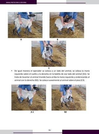 36
MANUAL PRÁCTICO PARA LA CRÍA OVINA
                
                         A                                                                      B 
 
 C 
• De igual manera el operador se coloca a un lado del animal, se coloca la mano 
izquierda sobre el cuello y la derecha en la babilla de ese lado del animal (A1). Se 
trata de levantar al animal tirando hacia arriba la mano izquierda y enderezando al 
animal con la derecha (B2). Se coloca suavemente al animal sobre el piso (C3). 
 
             
A 1                                                             B2 
 