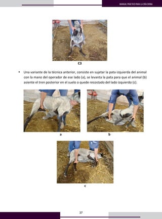 37
MANUAL PRÁCTICO PARA LA CRÍA OVINA
 
C3 
 
• Una variante de la técnica anterior, consiste en sujetar la pata izquierda del animal 
con la mano del operador de ese lado (a), se levanta la pata para que el animal (b) 
asiente el tren posterior en el suelo o quede recostado del lado izquierdo (c).  
 
          
a                                                         b 
 
 
c 
 
 
 
 
 
 
 