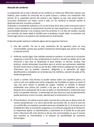38
MANUAL PRÁCTICO PARA LA CRÍA OVINA
30
Descole de corderos 
 
La amputación de la cola o descole en los corderos se realiza por diferentes razones, por 
estética,  para  resaltar  los  músculos  de  su  parte  trasera  y  realizar  una  evaluación  más 
precisa  de  la  capacidad  cárnica  del  animal  o  por  higiene  ya  que  esta  parte  tiende  a 
ensuciarse  fácilmente  con  heces,  orina  y  lodo.  En  las  hembras  el  descole  facilita  la 
detección del celo, la monta y el parto. 
El descole se recomienda realizarlo a 2.5 cm de la base de la cola y entre más joven este el 
animal, menos problemas se presentarán durante los días posteriores a su ejecución. Es 
recomendable descolar a los corderos entre los primeros 5 a 15 días de nacidos. Cuando 
son animales de mayor edad es factible que se produzca mucho dolor, se presente una 
hemorragia severa y se requiera más tiempo para la cicatrización. 
 
El descole puede realizarse mediante alguna de las siguientes técnicas:  
 
1. Uso  del  cuchillo.  Tal  vez  la  más  económica  de  las  opciones  pero  no  muy 
recomendable, puesto que pueden ocasionarse hemorragias que ponen en riesgo 
la vida del animal. 
 
2. Anillo de caucho (liga). Este método consiste en producir un corte de la circulación 
sanguínea a nivel de la cola, produciendo la muerte o secado los tejidos de la cola 
(necrosis)  y  que  ésta  se  desprenda  al  poco  tiempo.  La  técnica,  aunque  muy 
práctica, resulta demasiado traumática para el animal que permanece adolorido 
durante varias horas y hasta un par de días. Debe tenerse cuidado por las posibles 
infecciones  que  se  puedan  ocasionar,  obligando  a  la  aplicación  de  algún 
desinfectante o antiséptico en la herida (azul de metileno, solución de yodo al 5%, 
violeta de genciana).  
 
3. Cautín  y  cuchilla.  Esta  técnica  se  puede  realizar  sobre  una  superficie  plana  y  se 
corta la cola con rapidez para evitar sangrados, de inmediato se aplica un cautín al 
rojo  vivo  para  reducir  la  pérdida  de  sangre.  También  es  factible  el  descole 
empleando  unas  pinzas  con  cuchilla  a  las  que  se  les  ha  adaptado  un  cautín. 
Después de la amputación de la cola se aplica un desinfectante y cicatrizante para 
evitar una posible infección. La desventaja de esta técnica es que accidentalmente 
puede quemarse el ano o la vulva, además que la cicatrización es lenta. 
 
4. Pinzas Burdizzo. Se coloca la pinza sobre el punto de la cola que se desea cortar de 
manera perpendicular y se cierra ejerciendo una presión (A), se corta la cola con 
un cuchillo (B) y se mantiene cerrada la pinza por alrededor de 1 a 2 minutos con la 
finalidad de evitar la circulación sanguínea y un eventual sangrado de la herida (C). 
Es importante aplicar un desinfectante y cicatrizante en el borde de la cola para 
evitar infecciones (D). Esta técnica es de las más recomendadas ya que el trauma 
que  ocasiona  es  momentáneo  y  se  reducen  las  posibilidades  de  ocasionar 
hemorragias. 
 