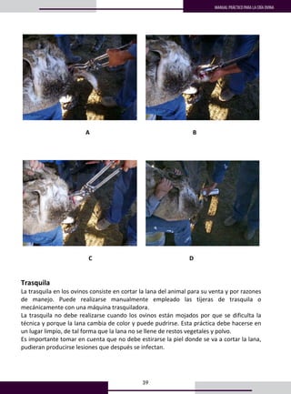 39
MANUAL PRÁCTICO PARA LA CRÍA OVINA
31
 
 
        
 
A                                                                      B 
 
 
 
        
 
C                                                                  D 
 
 
Trasquila 
La trasquila en los ovinos consiste en cortar la lana del animal para su venta y por razones 
de  manejo.  Puede  realizarse  manualmente  empleado  las  tijeras  de  trasquila  o 
mecánicamente con una máquina trasquiladora.  
La trasquila no debe realizarse cuando los ovinos están mojados por que se dificulta la 
técnica y porque la lana cambia de color y puede pudrirse. Esta práctica debe hacerse en 
un lugar limpio, de tal forma que la lana no se llene de restos vegetales y polvo. 
Es importante tomar en cuenta que no debe estirarse la piel donde se va a cortar la lana, 
pudieran producirse lesiones que después se infectan. 
 
 
 
