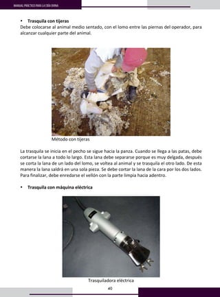 40
MANUAL PRÁCTICO PARA LA CRÍA OVINA
32
• Trasquila con tijeras 
Debe colocarse al animal medio sentado, con el lomo entre las piernas del operador, para 
alcanzar cualquier parte del animal.  
 
 
 
      Método con tijeras 
 
La trasquila se inicia en el pecho se sigue hacia la panza. Cuando se llega a las patas, debe 
cortarse la lana a todo lo largo. Esta lana debe separarse porque es muy delgada, después 
se corta la lana de un lado del lomo, se voltea al animal y se trasquila el otro lado. De esta 
manera la lana saldrá en una sola pieza. Se debe cortar la lana de la cara por los dos lados. 
Para finalizar, debe enredarse el vellón con la parte limpia hacia adentro. 
 
• Trasquila con máquina eléctrica 
 
 
Trasquiladora eléctrica 
 