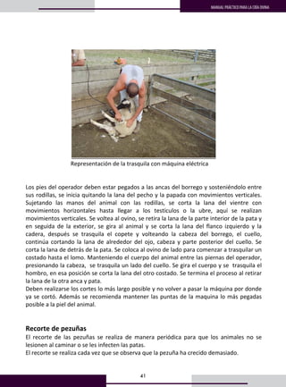 41
MANUAL PRÁCTICO PARA LA CRÍA OVINA
 
 
 
         Representación de la trasquila con máquina eléctrica  
 
 
Los pies del operador deben estar pegados a las ancas del borrego y sosteniéndolo entre 
sus rodillas, se inicia quitando la lana del pecho y la papada con movimientos verticales. 
Sujetando  las  manos  del  animal  con  las  rodillas,  se  corta  la  lana  del  vientre  con 
movimientos  horizontales  hasta  llegar  a  los  testículos  o  la  ubre,  aquí  se  realizan 
movimientos verticales. Se voltea al ovino, se retira la lana de la parte interior de la pata y 
en  seguida  de  la  exterior,  se  gira  al  animal  y  se  corta  la  lana  del  flanco  izquierdo  y  la 
cadera,  después  se  trasquila  el  copete  y  volteando  la  cabeza  del  borrego,  el  cuello,  
continúa  cortando  la  lana  de  alrededor  del  ojo,  cabeza  y  parte  posterior  del  cuello.  Se 
corta la lana de detrás de la pata. Se coloca al ovino de lado para comenzar a trasquilar un 
costado hasta el lomo. Manteniendo el cuerpo del animal entre las piernas del operador, 
presionando la cabeza,  se trasquila un lado del cuello. Se gira el cuerpo y se  trasquila el 
hombro, en esa posición se corta la lana del otro costado. Se termina el proceso al retirar 
la lana de la otra anca y pata. 
Deben realizarse los cortes lo más largo posible y no volver a pasar la máquina por donde 
ya se cortó. Además se recomienda mantener las puntas de la maquina lo más pegadas 
posible a la piel del animal. 
 
 
Recorte de pezuñas 
El  recorte  de  las  pezuñas  se  realiza  de  manera  periódica  para  que  los  animales  no  se 
lesionen al caminar o se les infecten las patas. 
El recorte se realiza cada vez que se observa que la pezuña ha crecido demasiado. 
 
 
 
 