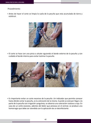 42
MANUAL PRÁCTICO PARA LA CRÍA OVINA
34
 Procedimiento: 
 
• Antes de hacer el corte se limpia la suela de la pezuña que esta acumulada de tierra y 
estiércol. 
 
 
 
 
 
• El corte se hace con una pinza o alicate siguiendo el borde externo de la pezuña y con 
cuidado el borde interno para evitar lastimar la pezuña. 
 
 
    
 
 
 
 
• Es importante evitar un corte excesivo de la pezuña. Un indicador que permite conocer 
hasta dónde cortar la pezuña, es la coloración de la misma. Cuando se está por llegar a la 
parte de la pezuña con irrigación sanguínea, se observa una coloración rosácea o roja. En 
caso de un corte excesivo, además del dolor que provoca en el animal, se produce una 
hemorragia que debe ser atendida con la aplicación de un desinfectante. 
 
 
 