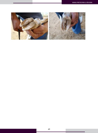 43
MANUAL PRÁCTICO PARA LA CRÍA OVINA
    
 
 
 
6. Generalidades de registros e inventarios 
 
El  registro  es  un  documento  que  contiene  información  acerca  del  estado  productivo, 
reproductivo, sanitario y/o financiero del rebaño. 
Los tipos de registro más frecuentes son para llevar el control de inventario de animales, 
apareamientos o empadres, partos y destetes, finalización u engorda. 
Los indicadores o parámetros que contenga el registro dependerán de las necesidades del 
productor y del tipo y objetivo de la explotación. 
A continuación se exponen algunos ejemplos de los datos que puede contener un registro: 
 
 
 
Registro del inventario del rebaño. 
 
Número de 
identificación 
Raza  Edad  Sexo 
Condición 
corporal 
Observaciones 
           
           
           
           
           
           
           
 
 
 
 
 
 
 
 