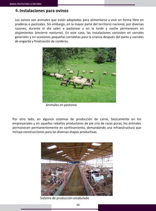 50
MANUAL PRÁCTICO PARA LA CRÍA OVINA
Por  otro  lado,  en  algunos  sistemas  de  producción  de  carne,  básicamente  en  los 
empresariales y en aquellos rebaños productores de pie cría de razas puras, los animales 
permanecen permanentemente en confinamiento, demandando una infraestructura que 
incluya construcciones para las diversas etapas productivas. 
 
 
 
             Sistema de producción estabulado 
 
A  continuación  se  hará  referencia  de  algunas  de  las  principales  instalaciones 
37
 
 
7. Instalaciones para ovinos 
 
Los ovinos son animales que están adaptados para alimentarse y vivir en forma libre en 
praderas o pastizales. Sin embargo, en la mayor parte del territorio nacional, por diversas 
razones,  durante  el  día  salen  a  pastorear  y  en  la  tarde  y  noche  permanecen  en 
alojamientos  (encierro  nocturno).  En  este  caso,  las  instalaciones  consisten  en  corrales 
generales y en ocasiones pequeñas corraletas para la crianza después del parto y corrales 
de engorda y finalización de corderos. 
 
 
            Animales en pastoreo 
 
Por  otro  lado,  en  algunos  sistemas  de  producción  de  carne,  básicamente  en  los 
empresariales y en aquellos rebaños productores de pie cría de razas puras, los animales 
6.
 