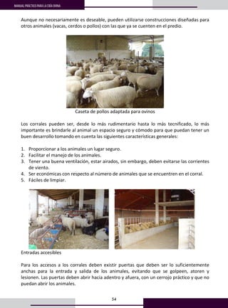 54
MANUAL PRÁCTICO PARA LA CRÍA OVINA
41
Aunque no necesariamente es deseable, pueden utilizarse construcciones diseñadas para 
otros animales (vacas, cerdos o pollos) con las que ya se cuenten en el predio. 
 
 
Caseta de pollos adaptada para ovinos 
 
Los  corrales  pueden  ser,  desde  lo  más  rudimentario  hasta  lo  más  tecnificado,  lo  más 
importante es brindarle al animal un espacio seguro y cómodo para que puedan tener un 
buen desarrollo tomando en cuenta las siguientes características generales: 
 
1. Proporcionar a los animales un lugar seguro. 
2. Facilitar el manejo de los animales. 
3. Tener una buena ventilación, estar airados, sin embargo, deben evitarse las corrientes 
de viento.  
4. Ser económicas con respecto al número de animales que se encuentren en el corral. 
5. Fáciles de limpiar. 
 
       
Entradas accesibles 
 
Para  los  accesos  a  los  corrales  deben  existir  puertas  que  deben  ser  lo  suficientemente 
anchas  para  la  entrada  y  salida  de  los  animales,  evitando  que  se  golpeen,  atoren  y 
lesionen. Las puertas deben abrir hacia adentro y afuera, con un cerrojo práctico y que no 
puedan abrir los animales.  
 