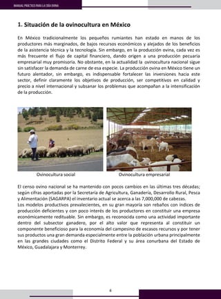 6
MANUAL PRÁCTICO PARA LA CRÍA OVINA
2
2
2. Situación de la ovinocultura en México 
 
En  México  tradicionalmente  los  pequeños  rumiantes  han  estado  en  manos  de  los 
productores más marginados, de bajos recursos económicos y alejados de los beneficios 
de la asistencia técnica y la tecnología. Sin embargo, en la producción ovina, cada vez es 
más  frecuente  el  flujo  de  capital  financiero,  dando  origen  a  una  producción  pecuaria 
empresarial muy promisoria. No obstante, en la actualidad la Ovinocultura nacional sigue 
sin satisfacer la demanda de carne de esa especie. La producción ovina en México tiene un 
futuro  alentador,  sin  embargo,  es  indispensable  fortalecer  las  inversiones  hacia  este 
sector,  definir  claramente  los  objetivos  de  producción,  ser  competitivos  en  calidad  y 
precio a nivel internacional y subsanar los problemas que acompañan a la intensificación 
de la producción. 
 
 
     
                 Ovinocultura social                                       Ovinocultura empresarial 
 
El censo ovino nacional se ha mantenido con pocos cambios en las últimas tres décadas; 
según cifras aportadas por la Secretaría de Agricultura, Ganadería, Desarrollo Rural, Pesca 
y Alimentación (SAGARPA) el inventario actual se acerca a las 7,000,000 de cabezas. 
Los modelos productivos prevalecientes, en su gran mayoría son rebaños con índices de 
producción deficientes y con poco interés de los productores en constituir una empresa 
económicamente redituable. Sin embargo, es reconocida como una actividad importante 
dentro  del  subsector  ganadero,  por  el  alto  valor  que  representa  al  constituir  un 
componente beneficioso para la economía del campesino de escasos recursos y por tener 
sus productos una gran demanda especialmente entre la población urbana principalmente 
en  las  grandes  ciudades  como  el  Distrito  Federal  y  su  área  conurbana  del  Estado  de 
México, Guadalajara y Monterrey.  
 
 
1.
o
 