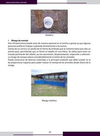 60
MANUAL PRÁCTICO PARA LA CRÍA OVINA
47
 
Saladero 
 
• Manga de manejo 
Ésta infraestructura puede estar de manera opcional en el rancho o granja ya que algunas 
personas prefieren trabajar sujetando directamente a los ovinos.  
Consta de un corral y un pasillo de en forma de embudo que se estrecha hasta que sólo un 
animal pase, permitiendo que se forme el rebaño en una hilera. Se utiliza para tener un 
manejo pertinente del rebaño, ya sea vacunación, desparasitación, inspección y selección. 
La manga de manejo reduce considerablemente el estrés de los animales. 
Puede construirse de diversos materiales y la principal condición que debe cumplir es la 
de proporcionar espacios para poder realizar el manejo de los animales desde afuera de la 
manga. 
 
      
 
Manga metálica 
 
 