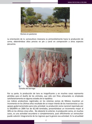 7
MANUAL PRÁCTICO PARA LA CRÍA OVINA3
3
 
  Ovinos en pastoreo 
 
La  orientación  de  la  Ovinocultura  mexicana  es  primordialmente  hacia  la  producción  de 
carne,  obteniéndose  altos  precios  en  pie  y  canal  en  comparación  a  otras  especies 
pecuarias. 
 
 
            Canales de borrego 
 
Por  su  parte,  la  producción  de  lana  es  insignificante  y  en  muchos  casos  representa 
pérdidas  para  el  dueño  de  los  animales,  que  sólo  con  fines  artesanales  es  empleada 
satisfactoriamente en algunos estados de la república. 
Los  índices  productivos  registrados  en  los  sistemas  ovinos  de  México  muestran  un 
incremento en los últimos años resultado de un mayor interés de los inversionistas y a los 
apoyos gubernamentales para esta actividad. La producción ovina nacional reportada por 
la  SAGARPA  en  2004  fue  de  42,140  toneladas,  presentándose  un  incremento  mayor  al 
30% en los últimos cinco años.  No obstante lo anterior, la producción ovina, en muchos 
casos,  es  una  actividad  secundaria  o  complementaria,  pues  difícilmente  un  ovinocultor 
puede subsistir íntegramente de los ingresos que le genere esa actividad. En la actualidad 
o
 