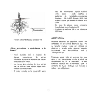 eso se recomienda injertar nuestras
                                                          vides     sobre        porta    injertos    o
                                                          patrones      de    variedades americanas:
                                                          Poulsen, 1102, 5-BBT, Riparia; R-99, Salt
                                                          Creek u otros, que existen en viveros de la
                                                          zona.
                                                        • En caso de ataque puede emplearse
                                                          insecticidas como imadacloprid
                                                        • (confidor), a razón de 100 ml por cilindro de
                                                          200 litros.



                                                      ARAÑITA ROJA
   Filoxera atacando hojas y raíces de vid
                                                      Diversas especies de pequeños ácaros son
                                                      conocidos con el nombre de arañita roja. Por
                                                      su tamaño muchas veces son difíciles de
¿Cómo prevenimos y controlamos a la                   observar a simple vista. Algunas especies
filoxera?                                             importantes   son   Panonynchus     ulmi   y
                                                      Tetranynchus sp.
 • Tener cuidado con el ingreso de
   plantas      provenientes      de     zonas        Prosperan sobre todo en terrenos con poco
   infestadas, en especial aquellas que vienen        riego y en plantaciones donde el nivel de
   enraizadas o en bolsas.                            abonamiento no es el adecuado. La baja
 • Las yemas provenientes de otras zonas              humedad relativa les es favorable, por el
   que se utilizan para injertos deben venir          contrario la lluvia destruye sus huevos y
   tratadas con insecticidas.                         reduce sus poblaciones.
 • El mejor método es la prevención, para




                                                 11
 