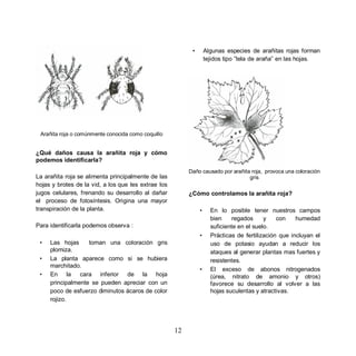 •       Algunas especies de arañitas rojas forman
                                                                   tejidos tipo tela de araña en las hojas.




 Arañita roja o comúnmente conocida como coquillo


¿Qué daños causa la arañita roja y cómo
podemos identificarla?
                                                          Daño causado por arañita roja, provoca una coloración
La arañita roja se alimenta principalmente de las                                 gris
hojas y brotes de la vid, a los que les extrae los
jugos celulares, frenando su desarrollo al dañar          ¿Cómo controlamos la arañita roja?
el proceso de fotosíntesis. Origina una mayor
transpiración de la planta.                                    •     En lo posible tener nuestros campos
                                                                     bien     regados     y    con    humedad
Para identificarla podemos observa :                                 suficiente en el suelo.
                                                               •     Prácticas de fertilización que incluyan el
 •   Las hojas     toman una coloración gris                         uso de potasio ayudan a reducir los
     plomiza.                                                        ataques al generar plantas mas fuertes y
 •   La planta aparece como si se hubiera                            resistentes.
     marchitado.
                                                               •     El exceso de abonos nitrogenados
 •   En la cara inferior de la hoja                                  (úrea, nitrato de amonio y otros)
     principalmente se pueden apreciar con un                        favorece su desarrollo al volver a las
     poco de esfuerzo diminutos ácaros de color                      hojas suculentas y atractivas.
     rojizo.




                                                     12
 