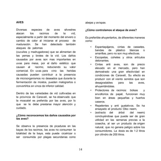 AVES                                                         abejas y avispas.

Diversas     especies     de     aves      silvestres        ¿Cómo controlamos el ataque de aves?
atacan      los     racimos       de     la      vid,
especialmente a partir del momento del envero o              Es preferible ahuyentarlos, de diferentes maneras
cambio de color al iniciarse el proceso de                   como:
maduración. Se han detectado también
ataques de palomas                                               •   Espantapájaros, cintas de cassetes,
                                                                     bandas      de    plástico   blancas   o
(cuculíes y madrugadoras) que se alimentan de
                                                                     amarillas, pero no son muy efectivas.
las yemas y brotes de la vid. Los daños
                                                                 •   Escopetas, cohetes y otros artículos
causados por aves son mas importantes en                             detonantes.
uvas para mesa, por el daño estético que                         •   Cintas anti aves, son de precio
causan al       racimo, reduciendo su valor                          elevado en el mercado, pero han
comercial. En uvas para vino las heridas                             demostrado una gran efectividad en
causadas pueden contribuir a la presencia                            condiciones de Caravelí, Su efecto es
de microorganismos no deseados que durante la                        producir con el viento sonidos que son
fermentación de mostos, pueden malograrlos o                         desagradables       para    las     aves,
convertirlos en vinos de inferior calidad.                           ahuyentándolas.
                                                                 •   Protectores de racimos: bolsas          y
Dentro de las variedades de vid cultivadas en                        envoltorios de papel, funcionan muy
la provincia de Caravelí, se ha observado que                        bien en áreas pequeñas y huertos
la moscatel es preferida por las aves, por lo                        caseros.
que se le debe prestarse mayor atención y
                                                                 •   Repelentes y anti gustativos. Se ha
cuidado.                                                             ensayado el producto Oiko neem,
                                                                 •   (extracto del       árbol    del neem)
¿Cómo reconocemos los daños causados por                             concluyéndose que puede ser de gran
las aves?                                                            utilidad en las semanas previas a la
                                                                     cosecha, al ser un producto de origen
Se observa la presencia de picaduras en las                          natural, que no genera peligro sobre los
bayas de los racimos, las aves no consumen la                        consumidores. La dosis es de 1.2 litros
totalidad de la baya, esta puede cicatrizar o                        por cilindro de 200 litros.
ser consumida por plagas secundarias como



                                                        14
 