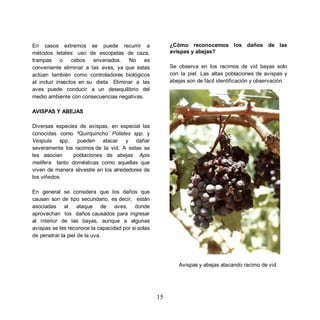 En casos extremos se puede recurrir a                    ¿Cómo reconocemos los daños de las
métodos letales: uso de escopetas de caza,               avispas y abejas?
trampas o        cebos envenados. No         es
conveniente eliminar a las aves, ya que estas            Se observa en los racimos de vid bayas solo
actúan también como controladores biológicos             con la piel. Las altas poblaciones de avispas y
al incluir insectos en su dieta. Eliminar a las          abejas son de fácil identificación y observación.
aves puede conducir a un desequilibrio del
medio ambiente con consecuencias negativas.

AVISPAS Y ABEJAS

Diversas especies de avispas, en especial las
conocidas como ³Quirquincho´ Polistes spp. y
Vespula spp. pueden atacar y dañar
severamente los racimos de la vid. A estas se
les asocian     poblaciones de abejas Apis
melifera tanto domésticas como aquellas que
viven de manera silvestre en los alrededores de
los viñedos.

En general se considera que los daños que
causan son de tipo secundario, es decir, están
asociadas al ataque de aves, donde
aprovechan los daños causados para ingresar
al interior de las bayas, aunque a algunas
avispas se les reconoce la capacidad por si solas
de penetrar la piel de la uva.




                                                            Avispas y abejas atacando racimo de vid.




                                                    15
 