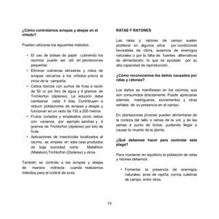 ¿Cómo controlamos avispas y abejas en el                 RATAS Y RATONES
viñedo?
                                                         Las ratas y ratones de campo suelen
Pueden utilizarse los siguientes métodos:                proliferar en algunos años       por condiciones
                                                         favorables de clima, ausencia de enemigos
  • El uso de bolsas de papel cubriendo los              naturales o por la falta de fuentes alternativas
    racimos puede ser útil en plantaciones               de alimentación, lo que es ayudado por su
    pequeñas.                                            alta capacidad de reproducción .
  • Eliminar colmenas silvestres y nidos de
    avispas cercanos a los viñedos previo al             ¿Cómo reconocemos los daños causados por
    inicio de la campaña.                                ratas y ratones?
  • Cebos tóxicos con zumos de fruta a razón
    de 50 cc por litro de agua y 4 gramos de             Los daños se manifiestan en los racimos, que
    Trichlorfon (dipterex). La solución debe             son consumidos directamente. Puede apreciarse
    cambiarse cada 4 días. Contribuyen a                 además madrigueras, excrementos y otras
    reducir poblaciones de avispas y abejas y            señales de su presencia en el campo.
    funcionan en un radio de 150 a 200 metros.
  • Frutos cortados y empleados como cebos               En plantaciones jóvenes pueden alimentarse de
    con venenos, por ejemplo sandías y 4                 la corteza del tallo o ramas de la vid, y de las
    gramos de Trichlorfon (dipterex) por kilo de         yemas a punto de brotar, pudiendo llegar a
    fruta.                                               causar la muerte de la planta.
  • Aplicaciones de insecticidas localizados al
                                                         ¿Qué debemos hacer para controlar esta
    racimo, se emplea en esta caso productos
                                                         plaga?
    de baja toxicidad como              Malathion
    (Malation),Trichlorfon (Dipterex) y otros.
                                                         Para mantener en equilibrio la población de ratas
                                                         y ratones debemos:
También se controla a las avispas y abejas
de   manera      indirecta   cuando realizamos             • Fomentar la presencia de enemigos
métodos para el control de aves.                             naturales: aves de rapiña, zorros, culebras
                                                             de campo, entre otros.




                                                    16
 