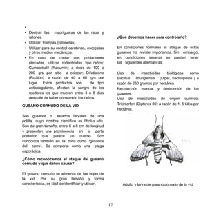 •
 • Destruir las madrigueras de las ratas y
   ratones.                                              ¿Qué debemos hacer para controlarlo?
 • Utilizar trampas (ratoneras).
 • Utilizar para su control carabinas, escopetas         En condiciones normales el ataque de estos
   y otros medios mecánicos.                             gusanos no reviste importancia. Sin embargo,
 • En caso de contar con poblaciones                     en condiciones severas se pueden tener
   elevadas, utilizar rodenticidas tipo cebos:           las siguientes alternativas:
   Cumatetralil (Racumín) a dosis de 100 a
   200 grs por sitio a colocar; Difetialone              Uso      de    insecticidas    biológicos     como
   (Rodilon) a razón de 40 a 60 grs por                  Bacillus Thurigiensis (Dipel, bactospeine ) a
   lugar. Estos productos son           de tipo          razón de 250 gramos por hectárea.
   anticoagulante, afectan la sangre de los              Recolección manual y destrucción de los
   roedores los que mueren entre 3 a 8 días              gusanos.
   después de haber consumido los cebos.                 Uso de insecticidas de origen químico:
                                                         Trichlorfon (Dipterex 80) a razón de 1. 5 kilos por
GUSANO CORNUDO DE LA VID
                                                         hectárea.
Son gusanos o estados larvales de una
polilla, cuyo nombre científico es Pholus vitis.
Son de gran tamaño, entre 6 a 8 cm de longitud
y presentan una prominencia en la parte
posterior que parece un cuerno. Son
conocidos también en la zona como ³gusanos
del cerro´. Se comporta como una plaga
esporádica.

¿Cómo reconocemos el ataque del gusano
cornudo y que daños causa?

El gusano cornudo se alimenta de las hojas de
la vid. Por su gran tamaño y forma
característica, es fácil de identificar y ubicar.           Adulto y larva de gusano cornudo de la vid




                                                    17
 