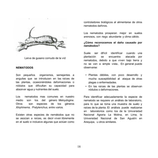 controladores biológicos al alimentarse de otros
                                                       nematodos dañinos.

                                                       Los nematodos prosperan mejor en suelos
                                                       arenosos, con riego abundante y clima cálido.

                                                       ¿Cómo reconocemos el daño causado por
                                                       nemátodos?

                                                       Suele ser difícil identificar cuando una
                                                       plantación  se    encuentra   atacada por
      Larva de gusano cornudo de la vid
                                                       nematodos, debido a que viven bajo tierra y
                                                       no se ven a simple vista.. En general puede
NEMATODOS                                              observarse:

Son pequeños       organismos, semejantes a             • Plantas débiles, con poco desarrollo y
anguilas que se introducen en las raíces de               mucha susceptibilidad al ataque de otras
las plantas, ocasionándoles deformaciones o               plagas o enfermedades.
nódulos que dificultan su capacidad para                • En las raíces de las plantas se observan
absorver agua y nutrientes del suelo.                     nódulos o deformaciones.

Los    nematodos mas comunes en nuestro                Para identificar adecuadamente la especie de
medio son los del género Meloydogine.                  nematodo se requiere un análisis de laboratorio,
Otros    son especies de los géneros                   para lo que se toma una muestra de suelo y
Xinphinema, Pratylenchus, entre varios.                raíces de la planta. El análisis puede realizarse
                                                       en laboratorios como los de la Universidad
Existen otras especies de nemátodos que no             Nacional Agraria La Molina, en Lima, la
se asocian a raíces, es decir viven libremente         Universidad Nacional de San Agustín en
en el suelo e inclusive algunas que actúan como        Arequipa, u otros similares.




                                                  18
 