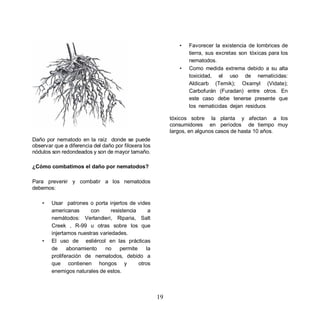 •   Favorecer la existencia de lombrices de
                                                                  tierra, sus excretas son tóxicas para los
                                                                  nematodos.
                                                              •   Como medida extrema debido a su alta
                                                                  toxicidad, el uso de nematicidas:
                                                                  Aldicarb (Temik); Oxamyl (Vidate);
                                                                  Carbofurán (Furadan) entre otros. En
                                                                  este caso debe tenerse presente que
                                                                  los nematicidas dejan residuos

                                                           tóxicos sobre la planta y afectan a los
                                                           consumidores en períodos de tiempo muy
                                                           largos, en algunos casos de hasta 10 años.
Daño por nematodo en la raíz donde se puede
observar que a diferencia del daño por filoxera los
nódulos son redondeados y son de mayor tamaño.

¿Cómo combatimos el daño por nematodos?

Para prevenir y combatir a los nematodos
debemos:

    •   Usar patrones o porta injertos de vides
        americanas      con      resistencia     a
        nemátodos: Verlandieri, Riparia, Salt
        Creek , R-99 u otras sobre los que
        injertamos nuestras variedades.
    •   El uso de estiércol en las prácticas
        de     abonamiento    no     permite    la
        proliferación de nematodos, debido a
        que contienen hongos y               otros
        enemigos naturales de estos.



                                                      19
 