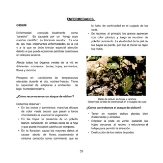 ENFERMEDADES
OIDIUM                                                     la falta de continuidad en el cuajado de las
                                                           uvas.
Enfermedad      conocida localmente        como          • En racimos: al principio los granos aparecen
caracha ´. Es causada por un hongo cuyo                    con color plomizo y luego se recubren de
nombre científico es Uncinula necator. Es una              polvillo ceniciento. La elasticidad de la piel de
de las mas importantes enfermedades de la vid              las bayas se pierde, por eso al crecer se rajan
y a la que se debe brindar especial atención               los frutos.
debido a que puede ocasionar pérdidas cuantiosas
en ataques severos.

Afecta todos los órganos verdes de la vid en
diferentes momentos: brotes, hojas, sarmientos,
flores y racimos.

Prospera en     condiciones de temperaturas
elevadas durante el día, noches frescas. Tiene
la capacidad de adaptarse a ambientes       de
baja humedad relativa.

¿Cómo reconocemos un ataque de oidium?
                                                                 Daño de oidium en hojas y racimos
                                                         Obsérvese la falta de continuidad en el cuajado de uvas
Debemos observar :
 • En los brotes y sarmientos: manchas difusas          ¿Cómo controlamos el ataque de oidium?
   de color verde oscuro que pasan a tonos
   chocolatados al avanzar la vegetación.                • Tener en nuestro cultivo plantas bien
                                                           distanciadas y aireadas.
 • En las hojas: la presencia de un polvillo
                                                         • Emplear la poda en verde, quitando las
   blanco ceniciento en ambas caras de la hoja
                                                           hojas cercanas al racimo y reduciendo el
   y que puede inclusive cubrirla por completo.
                                                           follaje para permitir la aireación.
 • En la floración: causa los mayores daños al
                                                         • Destrucción de los restos de podas.
   causar aborto de flores, ocasionando el
   síntoma conocido como corrimiento que es



                                                   20
 