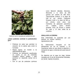 como Benomil (Benlate, Benomex,
                                                                Benzomil) a        la     dosis    de 200
                                                                gramos por cilindro de 200 litros,
                                                                Tebuconazole (Folicur) a la dosis de
                                                                200 ml       por     cilindro; Tolyfluanid
                                                                (Euparen multi) a la dosis de 500 gr.
                                                                por    cilindro,    entre      otros.    Los
                                                                momentos de aplicación preventiva
                                                                son:      cuajado,       grano        tamaño
                                                                guisante, inicio de envero o cambio
                                                                de color y 21 días antes de la
                                                                vendimia.


  Daños en racimo causados por podredumbre gris.
                                                        AGALLA DE LA CORONA
                                                        Esta enfermedad es producida             por   una
¿Cómo podemos controlar la podredumbre                  bacteria de nombre científico
gris?                                                   Agrobacterium vitis.

   •   Prácticas de poda que permitan la                Es       relativamente   frecuente      en     las
       aireación de la planta para evitar la            plantaciones de vid en Caravelí, y su
       humedad.                                         importancia radica en que afecta la absorción y
   •   Riegos ligeros, en función a la                  transporte de agua y nutrientes del suelo hacia el
       disponibilidad de agua.                          follaje .
   •   Prácticas de fertilización equilibradas
       en cuanto al uso de nutrientes                   Se disemina por el agua de riego, heridas
       (nitrógeno, fósforo, potasio    ) para
                                                        causadas por el uso de herramientas infectadas,
       promover un desarrollo normal de la
       planta.                                          por donde ingresa a la planta.
   •   Con el uso de productos químicos




                                                   22
 