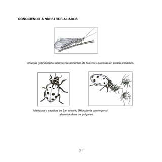 CONOCIENDO A NUESTROS ALIADOS




    Crisopas (Chrysoperla externa) Se alimentan de huevos y queresas en estado inmaduro.




         Mariquita o vaquitas de San Antonio (Hipodamia convergens)
                               alimentándose de pulgones.




                                             31
 