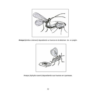 Avispa(Aphidius colemani) depositando su huevos en el abdomen de un pulgón.




      Avispa (Aphytis roseni) depositando sus huevos en queresas.




                                    32
 