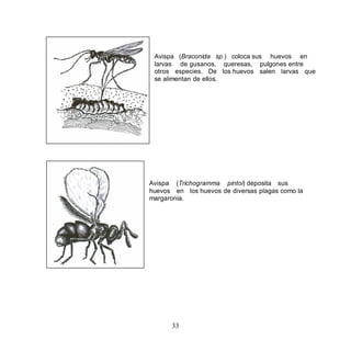 Avispa (Braconida sp.) coloca sus huevos en
 larvas de gusanos, queresas, pulgones entre
 otros especies. De los huevos salen larvas que
 se alimentan de ellos.




Avispa (Trichogramma pintoi) deposita sus
huevos en los huevos de diversas plagas como la
margaronia.




      33
 