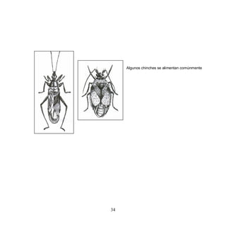 Algunos chinches se alimentan comúnmente




34
 