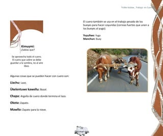 Trülke küdaw , Trabajo en Cuero




                                                          El cuero también se usa en el trabajo pesado de los
                                                          bueyes para hacer coyundas (correas fuertes que unen a
                                                          los bueyes al yugo).

                                                          Yuyullwe: Yugo
                                                          Manchun: Buey

          Kimuymi:
         ¿Sabías que?

 Se aprovecha todo el cuero.
 El cuero que sobre se debe
guardar a la sombra, no al aire
             libre.


Algunas cosas que se pueden hacer con cuero son:

Llachu: Lazo.

Ükelentuwe kawellu: Bozal.

Chapa: Argolla de cuero donde termina el lazo.

Okota: Zapato.

Mawllo: Zapato para la nieve.




                                                        22
                                                   Epu mari epu
 