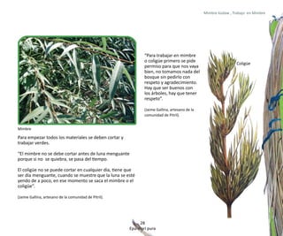 Mimbre küdaw , Trabajo en Mimbre




                                                              “Para trabajar en mimbre
                                                              o coligüe primero se pide
                                                                                                                Coligüe
                                                              permiso para que nos vaya
                                                              bien, no tomamos nada del
                                                              bosque sin pedirlo con
                                                              respeto y agradecimiento.
                                                              Hay que ser buenos con
                                                              los árboles, hay que tener
                                                              respeto”.

                                                              (Jaime Gallina, artesano de la
                                                              comunidad de Pitril).


Mimbre

Para empezar todos los materiales se deben cortar y
trabajar verdes.

“El mimbre no se debe cortar antes de luna menguante
porque si no se quiebra, se pasa del tiempo.

El coligüe no se puede cortar en cualquier día, tiene que
ser día menguante, cuando se muestre que la luna se esté
yendo de a poco, en ese momento se saca el mimbre o el
coligüe”.

(Jaime Gallina, artesano de la comunidad de Pitril).




                                                            28
                                                       Epu mari pura
 