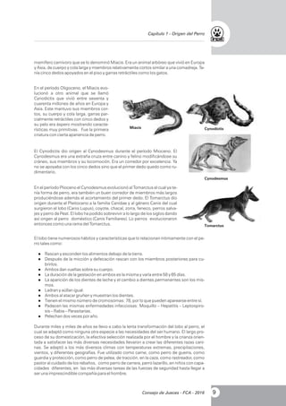 mamífero carnívoro que se lo denominó Miacis. Era un animal arbóreo que vivió en Europa
y Asia, de cuerpo y cola larga y miembros relativamente cortos similar a una comadreja. Te-
nía cinco dedos apoyados en el piso y garras retráctiles como los gatos.
En el período Oligoceno, el Miacis evo-
lucionó a otro animal que se llamó
Cynodictis que vivió entre sesenta y
cuarenta millones de años en Europa y
Asia. Este mantuvo sus miembros cor-
tos, su cuerpo y cola larga, garras par-
cialmente retráctiles con cinco dedos y
su pelo era áspero mostrando caracte-
rísticas muy primitivas. Fue la primera
criatura con cierta apariencia de perro.
El Cynodictis dio origen al Cynodesmus durante el período Mioceno. El
Cynodesmus era una extraña cruza entre canino y felino modificándose su
cráneo, sus miembros y su locomoción. Era un corredor por excelencia. Ya
no se apoyaba con los cinco dedos sino que el primer dedo quedo como ru-
dimentario.
En el período Plioceno el Cynodesmus evolucionó al Tomarctus el cual ya te-
nía forma de perro, era también un buen corredor de miembros más largos
produciéndose además el acortamiento del primer dedo. El Tomarctus dio
origen durante el Pleitoceno a la familia Canidae y al género Canis del cual
surgieron el lobo (Canis Lupus), coyote, chacal, zorra, feneco, perros salva-
jes y perro de Peat. El lobo ha podido sobrevivir a lo largo de los siglos dando
así origen al perro doméstico (Canis Familiares). Lo perros evolucionaron
entonces como una rama del Tomarctus.
El lobo tiene numerosos hábitos y características que lo relacionan íntimamente con el pe-
rro tales como:
lRascan y esconden los alimentos debajo de la tierra.
lDespués de la micción y defecación rascan con los miembros posteriores para cu-
brirlos.
lAmbos dan vueltas sobre su cuerpo.
lLa duración de la gestación en ambos es la misma y varía entre 58 y 65 días.
lLa aparición de los dientes de leche y el cambio a dientes permanentes son los mis-
mos.
lLadran y aúllan igual.
lAmbos al atacar gruñen y muestran los dientes.
lTienen el mismo número de cromosomas: 78, por lo que pueden aparearse entre sí.
lPadecen las mismas enfermedades infecciosas: Moquillo – Hepatitis – Leptospiro-
sis – Rabia – Parasitarias.
lPelechan dos veces por año.
Durante miles y miles de años se llevo a cabo la lenta transformación del lobo al perro, el
cual se adaptó como ninguna otra especie a las necesidades del ser humano. El largo pro-
ceso de su domesticación, la efectiva selección realizada por el hombre y la crianza orien-
tada a satisfacer las más diversas necesidades llevaron a crear las diferentes razas cani-
nas. Se adaptó a los más diversos climas con temperaturas extremas, precipitaciones,
vientos, y diferentes geografías. Fue utilizado como carne, como perro de guerra, como
guardia y protección, como perro de pelea, de tracción, en la caza, como rastreador, como
pastor al cuidado de los rebaños, como perro de carrera, perro lazarillo, en niños con capa-
cidades diferentes, en las más diversas tareas de las fuerzas de seguridad hasta llegar a
ser una imprescindible compañía para el hombre.
Miacis Cynodictis
Cynodesmus
Tomarctus
9Consejo de Jueces - FCA - 2016
 