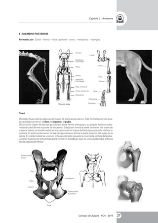 4 - MIEMBRO POSTERIOR
Formado por: Coxal – fémur – tibia – peroné – tarso – metatarso – falanges.
Cráneo
Vértebras
Cervicales
Pelvis
Fémur
Vértebras
Coccígeas
Tibia y Peroné
Punta de Garrón
Metatarso
Visto de atrás
Coxal
Fémur
Tibia
Peroné
Tarso
Falanges
Metatarso
Coxal
El coxal o hueso de la cadera es el mayor de los huesos planos. Está formado por tres hue-
sos soldados entre sí: el ilion, el isquion y el pubis.
El ilion es la mayor de las tres porciones, tiene forma triangular y su ángulo externo (tube-
rosidad coxal) forma la punta de la cadera. El isquion forma la parte posterior del suelo de
la pelvis ósea y su borde medial se encuentra con el hueso del lado opuesto en la sínfisis is-
quiática. El pubis es la menor de las tres porciones y forma la parte anterior del suelo de la
pelvis. El borde medial se une con el hueso del lado opuesto a nivel de la sínfisis del pubis.
Los tres huesos se encuentran para formar el acetábulo que es una cavidad que articula
con la cabeza del fémur.
Tuberosidad
Coxal
Acetábulo
Coxal
Tuberosidad
Isquiática
Ilion
Pubis
Isquion
27Consejo de Jueces - FCA - 2016
 