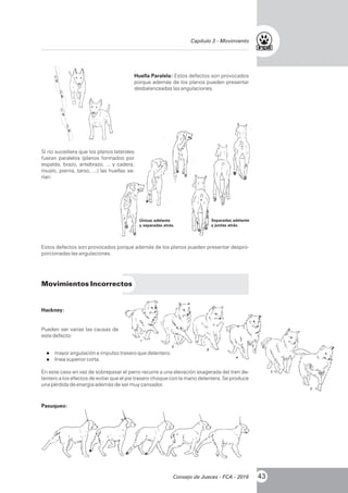 Huella Paralela: Estos defectos son provocados
porque además de los planos pueden presentar
desbalanceadas las angulaciones.
Si no sucediera que los planos laterales
fueran paralelos (planos formados por
espalda, brazo, antebrazo, ... y cadera,
muslo, pierna, tarso, ...) las huellas se-
rían:
Únicas adelante
y separadas atrás.
Separadas adelante
y juntas atrás.
Estos defectos son provocados porque además de los planos pueden presentar despro-
porcionadas las angulaciones.
Movimientos Incorrectos
Hackney:
Pueden ser varias las causas de
este defecto:
lmayor angulación e impulso trasero que delantero.
llínea superior corta.
En este caso en vez de sobrepasar el perro recurre a una elevación exagerada del tren de-
lantero a los efectos de evitar que el pie trasero choque con la mano delantera. Se produce
una pérdida de energía además de ser muy cansador.
Pasuqueo:
43Consejo de Jueces - FCA - 2016
 