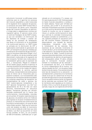 MANUAL DIRECTOR DE ACTIVIDAD FISICA Y SALUD DE LA REPUBLICA ARGENTINA   17




estructural o funcional. La p38 posee varias                ubicado en el cromosoma 17 y posee una
isoformas pero la d (gamma) es exclusiva                    Km para la glucosa de 5 mM. Está expresada
del músculo esquelético y está involucrada                  en tejido muscular esquelético y cardíaco y
en la regulación de la captación de glucosa.                en tejido adiposo. Tienen gran afinidad por
La activación de estas MAP Kinasas lleva a                  el sustrato, pero el 90 % se encuentra en
la transcripción de genes como respuesta                    vesículas intracelulares que están sometidas
aguda del músculo esquelético al ejercicio,                 a un ciclo continuo de exocitosis-endocitosis.
y a largo plazo a adaptaciones crónicas por                 Cuando la insulina se une al receptor se
regulación génica. El ejercicio actúa como                  induce un cambio conformacional en éste,
un estímulo fisiológico de las MAP kinasas,                 que estimula la actividad tirosina-quinasa.
ya que son sensibles a la disminución de                    El receptor activado se autofosforila y, a su
los depósitos de energía y podrían ser                      vez, fosforila proteínas en secuencia como
claves en los procesos de señalización                      las IRS (Insuline Rceptor Substrate) que
que llevan al incremento en la sensibilidad                 desencadenan una cascada de eventos
a la insulina post ejercicio. La MAP kinasa                 moleculares, incluyendo, entre otros,
es activada por la disminución de ATP y                     la translocación de las vesículas. Esta
fosfocreatina estimulando la generación de                  exocitosis de las vesículas incrementa el
ATP y el transporte de glucosa mediado por                  número de GluT4 en la membrana del miocito
translocación de receptores de glucosa GluT4                o del adipocito y la entrada de glucosa (Díaz
hacia la membrana plasmática (Higaki, et al,                Hernández et al, 2002). Cuando el estímulo
2001) y la p38 es una de las proteínas señal                cesa se produce la endocitosis, con formación
downstream involucrada en la regulación de                  de trisqueliones de clatrina y la participación
ese transporte. También esta involucrada en                 del citoesqueleto celular. El calcio utilizado
la modulación génica para la expresión de                   para la contracción muscular produce
GluT4 y hexoquinasa. Regula la oxidación                    también la movilización de las vesículas y
de los ácidos grasos durante el ejercicio al                la incorporación de GluT4 a la membrana
inactivar a la acetil-CoA carboxilasa lo que lleva          en forma independiente de la insulina. Los
a una disminución en los niveles de malonil-                valores basales de GluT4 se recuperan luego
CoA, desinhibiendo la carnitina palmitol                    de dos horas de reposo. Una característica de
transferasa, transportadora de ácidos grasos                este tipo de transporte es su saturación. La
hacia el interior de la mitocondria para su                 cantidad de GluT4 presentes en la membrana
posterior oxidación. Los monosacáridos sólo                 celular es la que va a determinar el ritmo de
atraviesan las membranas celulares ayudados                 entrada de la glucosa al músculo esquelético.
por proteínas específicas de transporte: los                Como se explicó anteriormente, la migración
transportadores de sodio y glucosa, los                     de las vesículas que contienen GluT4 hacia
SGLT (sodium-glucose transporters) y los                    la membrana está regulada por la insulina y
GluT (glucose transporters). Los GluT son                   el calcio. Ante un aumento de glucemia (por
glicoproteínas de 45 a 55 kDa con doce                      ejemplo, luego de una ingesta de alimentos)
dominios transmembrana en estructura
α-hélice. Transportan glúcidos por difusión
facilitada presentando por lo menos dos
conformaciones intercambiables inducidas
por el sustrato. El receptor capta la presencia
de glucosa y la proteína toma a la molécula
para ingresar en el canal. Inmediatamente se
produce un intercambio de conformación de
la proteína transportadora y el canal se abre
hacia el lado opuesto. Dado que la fuerza de
unión del receptor es débil, el movimiento
térmico de la molécula unida hace que este
se libere. Los GluT se encuentran en trece
formas posibles. El GluT4 es una proteína
de 509 aminoácidos, codificada por un gen
 