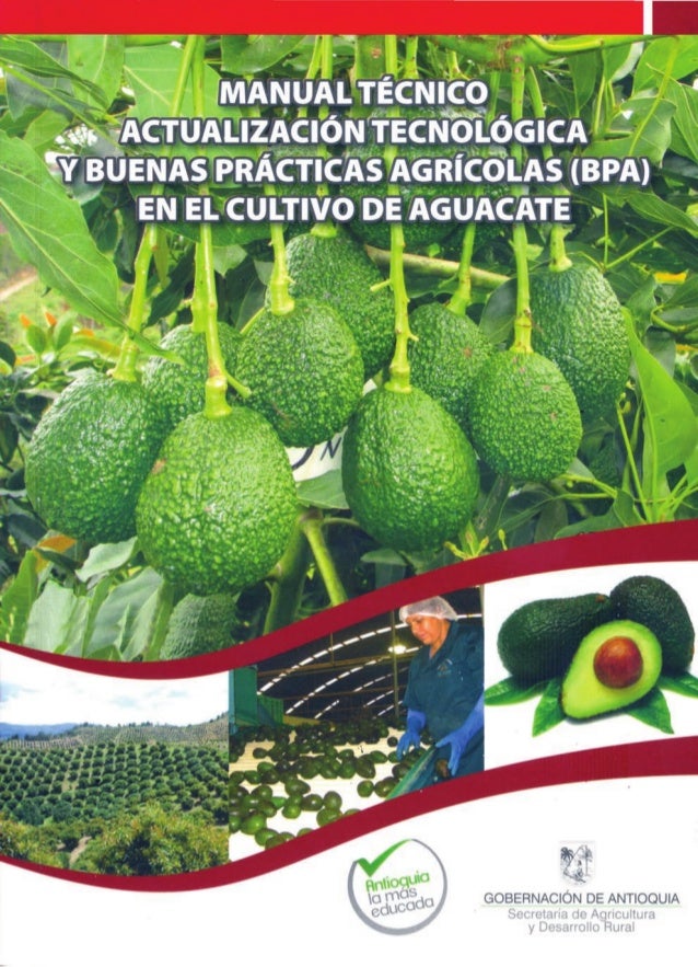 manual tecnico del cultivo de aguacate hass Actualización tecnológica y buenas prácticas agrícolas (bpa) en el cu….