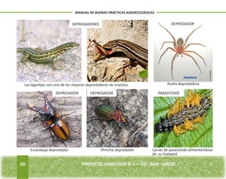 50 
MANUAL DE BUENAS PRÁCTICAS AGROECOLÓGICAS 
PROYECTO FENACOOP, R. L. – CIC- Batá –AACID. DEPREDADORES 
Las lagartijas son uno de los mejores depredadores de insectos. 
DEPREDADOR 
Araña depredadora 
DEPREDADOR DEPREDADOR PARASITOIDE 
Escarabajo depredador Chinche depredador Larvas de parasitoide alimentándose 
de su huésped 
 