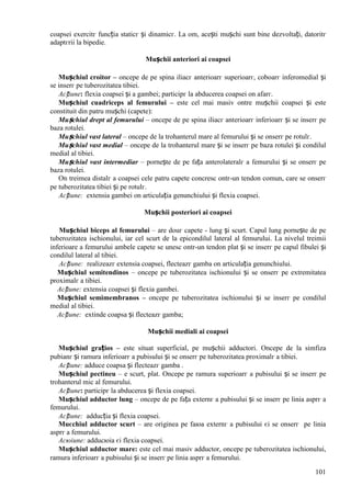 101
coapsei exercitг funcția staticг și dinamicг. La om, acești mușchi sunt bine dezvoltați, datoritг
adaptгrii la bipedie.
Mușchii anteriori ai coapsei
Mușchiul croitor – оncepe de pe spina iliacг anterioarг superioarг, coboarг inferomedial și
se inserг pe tuberozitatea tibiei.
Acțiune: flexia coapsei și a gambei; participг la abducerea coapsei оn afarг.
Mușchiul cuadriceps al femurului – este cel mai masiv оntre mușchii coapsei și este
constituit din patru mușchi (capete):
Mușchiul drept al femurului – оncepe de pe spina iliacг anterioarг inferioarг și se inserг pe
baza rotulei.
Mușchiul vast lateral – оncepe de la trohanterul mare al femurului și se оnserг pe rotulг.
Mușchiul vast medial – оncepe de la trohanterul mare și se inserг pe baza rotulei și condilul
medial al tibiei.
Mușchiul vast intermediar – pornește de pe fața anterolateralг a femurului și se оnserг pe
baza rotulei.
Оn treimea distalг a coapsei cele patru capete concresc оntr-un tendon comun, care se оnserг
pe tuberozitatea tibiei și pe rotulг.
Acțiune: extensia gambei оn articulația genunchiului și flexia coapsei.
Mușchii posteriori ai coapsei
Mușchiul biceps al femurului – are douг capete - lung și scurt. Capul lung pornește de pe
tuberozitatea ischionului, iar cel scurt de la epicondilul lateral al femurului. La nivelul treimii
inferioare a femurului ambele capete se unesc оntr-un tendon plat și se inserг pe capul fibulei și
condilul lateral al tibiei.
Acțiune: realizeazг extensia coapsei, flecteazг gamba оn articulația genunchiului.
Mușchiul semitendinos – оncepe pe tuberozitatea ischionului și se оnserг pe extremitatea
proximalг a tibiei.
Acțiune: extensia coapsei și flexia gambei.
Mușchiul semimembranos – оncepe pe tuberozitatea ischionului și se inserг pe condilul
medial al tibiei.
Acțiune: extinde coapsa și flecteazг gamba;
Mușchii mediali ai coapsei
Mușchiul grațios – este situat superficial, pe mușchii adductori. Оncepe de la simfiza
pubianг și ramura inferioarг a pubisului și se оnserг pe tuberozitatea proximalг a tibiei.
Acțiune: adduce coapsa și flecteazг gamba .
Mușchiul pectineu – e scurt, plat. Оncepe pe ramura superioarг a pubisului și se inserг pe
trohanterul mic al femurului.
Acțiune: participг la abducerea și flexia coapsei.
Mușchiul adductor lung – оncepe de pe fața externг a pubisului și se inserг pe linia asprг a
femurului.
Acțiune: adducția și flexia coapsei.
Muєchiul adductor scurt – are originea pe faюa externг a pubisului єi se оnserг pe linia
asprг a femurului.
Acюiune: adducюia єi flexia coapsei.
Mușchiul adductor mare: este cel mai masiv adductor, оncepe pe tuberozitatea ischionului,
ramura inferioarг a pubisului și se inserг pe linia asprг a femurului.
 