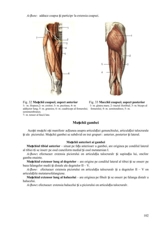 102
Acțiune: adduce coapsa și participг la extensia coapsei.
Fig. 32 Mușchii coapsei; aspect anterior Fig. 33 Muєchii coapsei; aspect posterior
1- m. iliopsos;2- m. croitor; 3- m. pectineu; 4- m 1- m. gluteu mare; 2- tractul iliotibial; 3- m. biceps al
adductor lung; 5- m. graюios; 6- m. cuadriceps al femurului; femurului; 4- m. semitendinos; 5- m.
semimembranos.
7- m. tensor al fascii late.
Mușchii gambei
Acești mușchi оși manifestг acțiunea asupra articulației genunchiului, articulației talocrurale
și ale piciorului. Mușchii gambei se subdivid оn trei grupuri : anterior, posterior și lateral.
Mușchii anteriori ai gambei
Mușchiul tibial anterior – situat pe fața anterioarг a gambei, are originea pe condilul lateral
al tibiei єi se inserг pe osul cuneiform medial și osul metatarsian I.
Acțiune: efectueazг extensia piciorului оn articulația talocruralг și supinația lui, оnclinг
gamba оnainte.
Mușchiul extensor lung al degetelor – are origine pe condilul lateral al tibiei și se оnserг pe
baza falangelor medii și distale ale degetelor II – V.
Acțiune: efectueazг extensia piciorului оn articulația talocruralг și a degetelor II – V оn
articulațiile metatarsofalangiene.
Mușchiul extensor lung al halucelui – are originea pe fibulг și se оnserг pe falanga distalг a
halucelui.
Acțiune: efectueazг extensia halucelui și a piciorului оn articulația talocruralг.
 