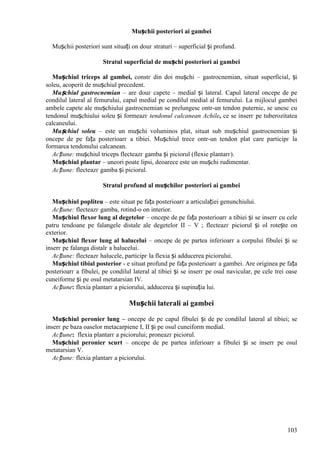 103
Mușchii posteriori ai gambei
Mușchii posteriori sunt situați оn douг straturi – superficial și profund.
Stratul superficial de mușchi posteriori ai gambei
Mușchiul triceps al gambei, constг din doi mușchi – gastrocnemian, situat superficial, și
soleu, acoperit de mușchiul precedent.
Mușchiul gastrocnemian – are douг capete – medial și lateral. Capul lateral оncepe de pe
condilul lateral al femurului, capul medial pe condilul medial al femurului. La mijlocul gambei
ambele capete ale mușchiului gastrocnemian se prelungesc оntr-un tendon puternic, se unesc cu
tendonul mușchiului soleu și formeazг tendonul calcanean Achile, ce se inserг pe tuberozitatea
calcaneului.
Mușchiul soleu – este un mușchi voluminos plat, situat sub mușchiul gastrocnemian și
оncepe de pe fața posterioarг a tibiei. Mușchiul trece оntr-un tendon plat care participг la
formarea tendonului calcanean.
Acțiune: mușchiul triceps flecteazг gamba și piciorul (flexie plantarг).
Mușchiul plantar – uneori poate lipsi, deoarece este un mușchi rudimentar.
Acțiune: flecteazг gamba și piciorul.
Stratul profund al mușchilor posteriori ai gambei
Mușchiul popliteu – este situat pe fața posterioarг a articulației genunchiului.
Acțiune: flecteazг gamba, rotind-o оn interior.
Mușchiul flexor lung al degetelor – оncepe de pe fața posterioarг a tibiei și se inserг cu cele
patru tendoane pe falangele distale ale degetelor II – V ; flecteazг piciorul și оl rotește оn
exterior.
Mușchiul flexor lung al halucelui – оncepe de pe partea inferioarг a corpului fibulei și se
inserг pe falanga distalг a halucelui.
Acțiune: flecteazг halucele, participг la flexia și adducerea piciorului.
Mușchiul tibial posterior - e situat profund pe fața posterioarг a gambei. Are originea pe fața
posterioarг a fibulei, pe condilul lateral al tibiei și se inserг pe osul navicular, pe cele trei oase
cuneiforme și pe osul metatarsian IV.
Acțiune: flexia plantarг a piciorului, adducerea și supinația lui.
Mușchii laterali ai gambei
Mușchiul peronier lung – оncepe de pe capul fibulei și de pe condilul lateral al tibiei; se
inserг pe baza oaselor metacarpiene I, II și pe osul cuneiform medial.
Acțiune: flexia plantarг a piciorului; proneazг piciorul.
Mușchiul peronier scurt – оncepe de pe partea inferioarг a fibulei și se inserг pe osul
metatarsian V.
Acțiune: flexia plantarг a piciorului.
 
