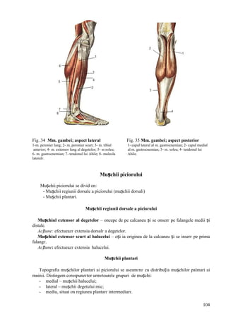 104
Fig. 34 Mm. gambei; aspect lateral Fig. 35 Mm. gambei; aspect posterior
1-m. peronier lung; 2- m. peronier scurt; 3- m. tibial 1- capul lateral al m. gastrocnemian; 2- capul medial
anterior; 4- m. extensor lung al degetelor; 5- m soleu; al m. gastrocnemian; 3- m. soleu; 4- tendonul lui
6- m. gastrocnemian; 7- tendonul lui Ahile; 8- maleola Ahile.
lateralг.
Mușchii piciorului
Mușchii piciorului se divid оn:
- Mușchii regiunii dorsale a piciorului (mușchii dorsali)
- Mușchii plantari.
Mușchii regiunii dorsale a piciorului
Mușchiul extensor al degetelor – оncepe de pe calcaneu și se оnserг pe falangele medii și
distale.
Acțiune: efectueazг extensia dorsalг a degetelor.
Mușchiul extensor scurt al halucelui – оși ia originea de la calcaneu și se inserг pe prima
falangг.
Acțiune: efectueazг extensia halucelui.
Mușchii plantari
Topografia mușchilor plantari ai piciorului se aseamгnг cu distribuția mușchilor palmari ai
mвinii. Distingem corespunzгtor urmгtoarele grupuri de mușchi:
- medial – mușchii halucelui;
- lateral – mușchii degetului mic;
- mediu, situat оn regiunea plantarг intermediarг.
 