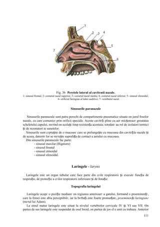 111
Fig. 36 Peretele lateral al cavitгюii nazale.
1- sinusul frontal; 2- cornetul nazal superior; 3- cornetul nazal mediu; 4- cornetul nazal inferior; 5- sinusul sfenoidal;
6- orificiul faringian al tubei auditive; 7- vestibulul nazal.
Sinusurile paranazale
Sinusurile paranazale sunt patru perechi de compartimente pneumatice situate оn jurul foselor
nazale, cu care comunicг prin orificii speciale. Aceste cavitгți pline cu aer micșoreazг greutatea
scheletului capului, mгrind оn același timp rezistența acestuia; totodatг au rol de izolatori termici
și de rezonatori ai sunetelor.
Sinusurile sunt cгptușite de o mucoasг care se prelungește cu mucoasa din cavitгțile nazale și
de aceea, datoritг lor se mгrește suprafața de contact a aerului cu mucoasa.
Din sinusurile paranazale fac parte:
- sinusul maxilar (Higmore)
- sinusul frontal
- sinusul etmoidal
- sinusul sfenoidal.
Laringele - larynx
Laringele este un organ tubular care face parte din cгile respiratorii și executг funcția de
respirație, de protecție a cгilor respiratorii inferioare și de fonație.
Topografia laringelui
Laringele ocupг o poziție medianг оn regiunea anterioarг a gвtului, formвnd o proeminențг,
care la femei este abia perceptibilг, iar la bгrbați este foarte pronunțatг, proeminența laringianг
(mгrul lui Adam).
La omul matur laringele este situat la nivelul vertebrelor cervicale IV și VI sau VII. Оn
partea de sus laringele este suspendat de osul hioid, оn partea de jos el e unit cu traheea. Anterior
 