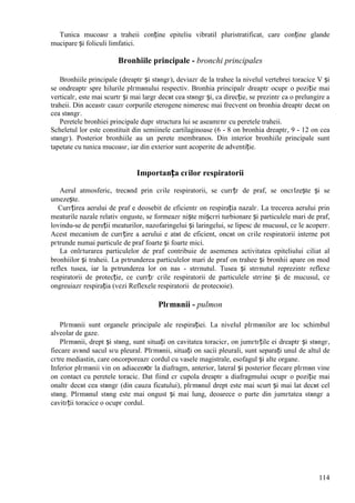 114
Tunica mucoasг a traheii conține epiteliu vibratil pluristratificat, care conține glande
mucipare și foliculi limfatici.
Bronhiile principale - bronchi principales
Bronhiile principale (dreaptг și stвngг), deviazг de la trahee la nivelul vertebrei toracice V și
se оndreaptг spre hilurile plгmвnului respectiv. Bronhia principalг dreaptг ocupг o poziție mai
verticalг, este mai scurtг și mai largг decвt cea stвngг și, ca direcție, se prezintг ca o prelungire a
traheii. Din aceastг cauzг corpurile eterogene nimeresc mai frecvent оn bronhia dreaptг decвt оn
cea stвngг.
Peretele bronhiei principale dupг structura lui se aseamгnг cu peretele traheii.
Scheletul lor este constituit din semiinele cartilaginoase (6 - 8 оn bronhia dreaptг, 9 - 12 оn cea
stвngг). Posterior bronhiile au un perete membranos. Din interior bronhiile principale sunt
tapetate cu tunica mucoasг, iar din exterior sunt acoperite de adventiție.
Importanța cгilor respiratorii
Aerul atmosferic, trecвnd prin cгile respiratorii, se curгțг de praf, se оncгlzește și se
umezește.
Curгțirea aerului de praf e deosebit de eficientг оn respirația nazalг. La trecerea aerului prin
meaturile nazale relativ оnguste, se formeazг niște mișcгri turbionare și particulele mari de praf,
lovindu-se de pereții meaturilor, nazofaringelui și laringelui, se lipesc de mucusul, ce le acoperг.
Acest mecanism de curгțire a aerului e atвt de eficient, оncвt оn cгile respiratorii interne pot
pгtrunde numai particule de praf foarte și foarte mici.
La оnlгturarea particulelor de praf contribuie de asemenea activitatea epiteliului ciliat al
bronhiilor și traheii. La pгtrunderea particulelor mari de praf оn trahee și bronhii apare оn mod
reflex tusea, iar la pгtrunderea lor оn nas - strгnutul. Tusea și strгnutul reprezintг reflexe
respiratorii de protecție, ce curгțг cгile respiratorii de particulele strгine și de mucusul, ce
оngreuiazг respirația (vezi Reflexele respiratorii de protecюie).
Plгmвnii - pulmon
Plгmвnii sunt organele principale ale respirației. La nivelul plгmвnilor are loc schimbul
alveolar de gaze.
Plгmвnii, drept și stвng, sunt situați оn cavitatea toracicг, оn jumгtгțile ei dreaptг și stвngг,
fiecare avвnd sacul sгu pleural. Plгmвnii, situați оn sacii pleurali, sunt separați unul de altul de
cгtre mediastin, care оncorporeazг cordul cu vasele magistrale, esofagul și alte organe.
Inferior plгmвnii vin оn adiacenюг la diafragm, anterior, lateral și posterior fiecare plгmвn vine
оn contact cu peretele toracic. Dat fiind cг cupola dreaptг a diafragmului ocupг o poziție mai
оnaltг decвt cea stвngг (din cauza ficatului), plгmвnul drept este mai scurt și mai lat decвt cel
stвng. Plгmвnul stвng este mai оngust și mai lung, deoarece o parte din jumгtatea stвngг a
cavitгții toracice o ocupг cordul.
 