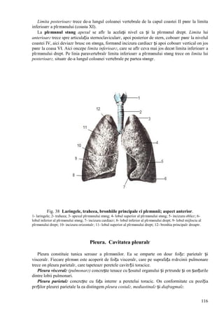 116
Limita posterioarг trece de-a lungul coloanei vertebrale de la capul coastei II pвnг la limita
inferioarг a plгmвnului (coasta XI).
La plгmвnul stвng apexul se aflг la același nivel ca și la plгmвnul drept. Limita lui
anterioarг trece spre articulația sternoclavicularг, apoi posterior de stern, coboarг pвnг la nivelul
coastei IV, aici deviazг brusc оn stвnga, formвnd incizura cardiacг și apoi coboarг vertical оn jos
pвnг la coasa VI. Aici оncepe limita inferioarг, care se aflг ceva mai jos decвt limita inferioarг a
plгmвnului drept. Pe linia paravertebralг limita inferioarг a plгmвnului stвng trece оn limita lui
posterioarг, situatг de-a lungul coloanei vertebrale pe partea stвngг.
Fig. 38 Laringele, traheea, bronhiile principale єi plгmвnii; aspect anterior.
1- laringele; 2- traheea; 3- apexul plгmвnului stвng; 4- lobul superior al plгmвnului stвng; 5- incizura oblicг; 6-
lobul inferior al plгmвnului stвng; 7- incizura cardiacг; 8- lobul inferior al plгmвnului drept; 9- lobul mijlociu al
plгmвnului drept; 10- incizura orizontalг; 11- lobul superior al plгmвnului drept; 12- bronhia principalг dreaptг.
Pleura. Cavitatea pleuralг
Pleura constituie tunica seroasг a plгmвnilor. Ea se оmparte оn douг foițe: parietalг și
visceralг. Fiecare plгmвn este acoperit de foița visceralг, care pe suprafața rгdгcinii pulmonare
trece оn pleura parietalг, care tapeteazг peretele cavitгții toracice.
Pleura visceralг (pulmonarг) concrește tenace cu țesutul organului și pгtrunde și оn șanțurile
dintre lobii pulmonari.
Pleura parietalг concrește cu fața internг a peretelui toracic. Оn conformitate cu poziția
pгrților pleurei parietale la ea distingem pleura costalг, mediastinalг și diafragmalг.
 