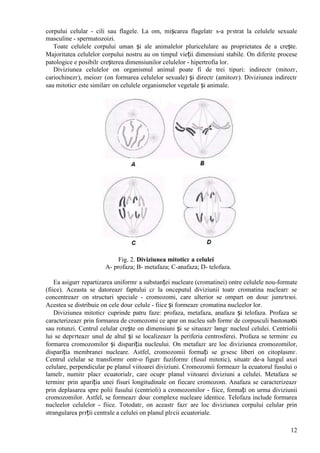12
corpului celular - cili sau flagele. La om, mișcarea flagelatг s-a pгstrat la celulele sexuale
masculine - spermatozoizi.
Toate celulele corpului uman și ale animalelor pluricelulare au proprietatea de a crește.
Majoritatea celulelor corpului nostru au оn timpul vieții dimensiuni stabile. Оn diferite procese
patologice e posibilг creșterea dimensiunilor celulelor - hipertrofia lor.
Diviziunea celulelor оn organismul animal poate fi de trei tipuri: indirectг (mitozг,
cariochinezг), meiozг (оn formarea celulelor sexuale) și directг (amitozг). Diviziunea indirectг
sau mitoticг este similarг оn celulele organismelor vegetale și animale.
Fig. 2. Diviziunea mitoticг a celulei
A- profaza; B- metafaza; C-anafaza; D- telofaza.
Ea asigurг repartizarea uniformг a substanței nucleare (cromatinei) оntre celulele nou-formate
(fiice). Aceasta se datoreazг faptului cг la оnceputul diviziunii toatг cromatina nuclearг se
concentreazг оn structuri speciale - cromozomi, care ulterior se оmpart оn douг jumгtгюi.
Acestea se distribuie оn cele douг celule - fiice și formeazг cromatina nucleelor lor.
Diviziunea mitoticг cuprinde patru faze: profaza, metafaza, anafaza și telofaza. Profaza se
caracterizeazг prin formarea de cromozomi ce apar оn nucleu sub formг de corpusculi bastonaюi
sau rotunzi. Centrul celular crește оn dimensiuni și se situeazг lвngг nucleul celulei. Centriolii
lui se depгrteazг unul de altul și se localizeazг la periferia centrosferei. Profaza se terminг cu
formarea cromozomilor și dispariția nucleului. Оn metafazг are loc diviziunea cromozomilor,
dispariția membranei nucleare. Astfel, cromozomii formați se gгsesc liberi оn citoplasmг.
Centrul celular se transformг оntr-o figurг fuziformг (fusul mitotic), situatг de-a lungul axei
celulare, perpendicular pe planul viitoarei diviziuni. Cromozomii formeazг la ecuatorul fusului o
lamelг, numitг placг ecuatorialг, care ocupг planul viitoarei diviziuni a celulei. Metafaza se
terminг prin apariția unei fisuri longitudinale оn fiecare cromozom. Anafaza se caracterizeazг
prin deplasarea spre polii fusului (centrioli) a cromozomilor - fiice, formați оn urma diviziunii
cromozomilor. Astfel, se formeazг douг complexe nucleare identice. Telofaza include formarea
nucleelor celulelor - fiice. Totodatг, оn aceastг fazг are loc diviziunea corpului celular prin
strangularea pгrții centrale a celulei оn planul plгcii ecuatoriale.
 