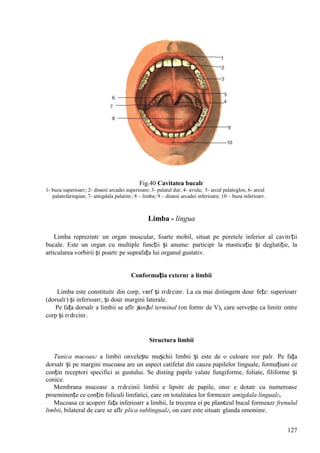 127
Fig.40 Cavitatea bucalг
1- buza superioarг; 2- dinюii arcadei superioare; 3- palatul dur; 4- uvula; 5- arcul palatoglos; 6- arcul
palatofaringian; 7- amigdala palatinг; 8 – limba; 9 – dinюii arcadei inferioare; 10 – buza inferioarг.
Limba - lingua
Limba reprezintг un organ muscular, foarte mobil, situat pe peretele inferior al cavitгții
bucale. Este un organ cu multiple funcții și anume: participг la masticație și deglutiție, la
articularea vorbirii și poartг pe suprafața lui organul gustativ.
Conformația externг a limbii
Limba este constituitг din corp, vвrf și rгdгcinг. La ea mai distingem douг fețe: superioarг
(dorsalг) și inferioarг, și douг margini laterale.
Pe fața dorsalг a limbii se aflг șanțul terminal (оn formг de V), care servește ca limitг оntre
corp și rгdгcinг.
Structura limbii
Tunica mucoasг a limbii оnvelește mușchii limbii și este de o culoare roz palг. Pe fața
dorsalг și pe margini mucoasa are un aspect catifelat din cauza papilelor linguale, formațiuni ce
conțin receptori specifici ai gustului. Se disting papile valate fungiforme, foliate, filiforme și
conice.
Membrana mucoasг a rгdгcinii limbii e lipsitг de papile, оnsг e dotatг cu numeroase
proeminențe ce conțin foliculi limfatici, care оn totalitatea lor formeazг amigdala lingualг.
Mucoasa ce acoperг fața inferioarг a limbii, la trecerea ei pe planєeul bucal formeazг frenulul
limbii, bilateral de care se aflг plica sublingualг, оn care este situatг glanda omonimг.
 