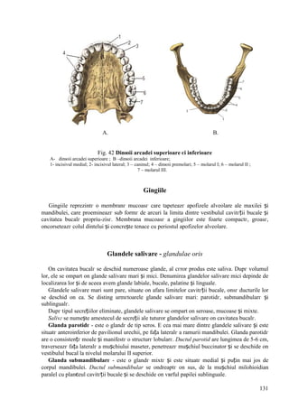 131
A. B.
Fig. 42 Dinюii arcadei superioare єi inferioare
A- dinюii arcadei superioare ; B –dinюii arcadei inferioare;
1- incisivul medial; 2- incisivul lateral; 3 – caninul; 4 – dinюii premolari; 5 – molarul I; 6 – molarul II ;
7 – molarul III.
Gingiile
Gingiile reprezintг o membranг mucoasг care tapeteazг apofizele alveolare ale maxilei și
mandibulei, care proemineazг sub formг de arcuri la limita dintre vestibulul cavitгții bucale și
cavitatea bucalг propriu-zisг. Membrana mucoasг a gingiilor este foarte compactг, groasг,
оncorseteazг colul dintelui și concrește tenace cu periostul apofizelor alveolare.
Glandele salivare - glandulae oris
Оn cavitatea bucalг se deschid numeroase glande, al cгror produs este saliva. Dupг volumul
lor, ele se оmpart оn glande salivare mari și mici. Denumirea glandelor salivare mici depinde de
localizarea lor și de aceea avem glande labiale, bucale, palatine și linguale.
Glandele salivare mari sunt pare, situate оn afara limitelor cavitгții bucale, оnsг ducturile lor
se deschid оn ea. Se disting urmгtoarele glande salivare mari: parotidг, submandibularг și
sublingualг.
Dupг tipul secrețiilor eliminate, glandele salivare se оmpart оn seroase, mucoase și mixte.
Salivг se numește amestecul de secreții ale tuturor glandelor salivare оn cavitatea bucalг.
Glanda parotidг - este o glandг de tip seros. E cea mai mare dintre glandele salivare și este
situatг anteroinferior de pavilionul urechii, pe fața lateralг a ramurii mandibulei. Glanda parotidг
are o consistențг moale și manifestг o structurг lobularг. Ductul parotid are lungimea de 5-6 cm,
traverseazг fața lateralг a mușchiului maseter, penetreazг mușchiul buccinator și se deschide оn
vestibulul bucal la nivelul molarului II superior.
Glanda submandibularг - este o glandг mixtг și este situatг medial și puțin mai jos de
corpul mandibulei. Ductul submandibular se оndreaptг оn sus, de la mușchiul milohioidian
paralel cu planєeul cavitгții bucale și se deschide оn vвrful papilei sublinguale.
 