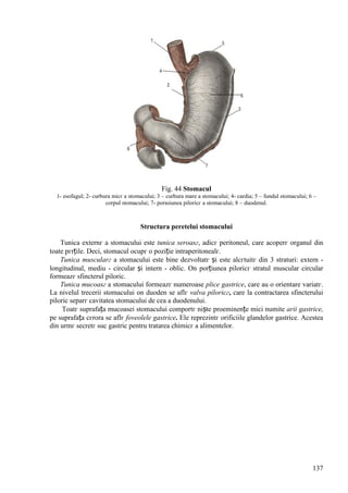 137
Fig. 44 Stomacul
1- esofagul; 2- curbura micг a stomacului; 3 – curbura mare a stomacului; 4- cardia; 5 – fundul stomacului; 6 –
corpul stomacului; 7- porюiunea piloricг a stomacului; 8 – duodenul.
Structura peretelui stomacului
Tunica externг a stomacului este tunica seroasг, adicг peritoneul, care acoperг organul din
toate pгrțile. Deci, stomacul ocupг o poziție intraperitonealг.
Tunica muscularг a stomacului este bine dezvoltatг și este alcгtuitг din 3 straturi: extern -
longitudinal, mediu - circular și intern - oblic. Оn porțiunea piloricг stratul muscular circular
formeazг sfincterul piloric.
Tunica mucoasг a stomacului formeazг numeroase plice gastrice, care au o orientare variatг.
La nivelul trecerii stomacului оn duoden se aflг valva piloricг, care la contractarea sfincterului
piloric separг cavitatea stomacului de cea a duodenului.
Toatг suprafața mucoasei stomacului comportг niște proeminențe mici numite arii gastrice,
pe suprafața cгrora se aflг foveolele gastrice. Ele reprezintг orificiile glandelor gastrice. Acestea
din urmг secretг suc gastric pentru tratarea chimicг a alimentelor.
 