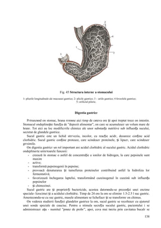 138
Fig. 45 Structura internг a stomacului
1- pliurile longitudinale ale mucoasei gastrice; 2- plicile gastrice; 3 – ariile gastrice; 4 foveolele gastrice;
5- orificiul piloric.
Digestia gastricг
Pгtrunzвnd оn stomac, hrana rгmвne aici timp de cвteva ore și apoi treptat trece оn intestin.
Stomacul оndeplinește funcția de ”depozit alimentar”, оn care se acumuleazг un volum mare de
hranг. Tot aici au loc modificгrile chimice ale unor substanțe nutritive sub influența sucului,
secretat de glandele gastrice.
Sucul gastric este un lichid strгveziu, incolor, cu reacție acidг, deoarece conține acid
clorhidric. Sucul gastric conține proteaze, care scindeazг proteinele, și lipazг, care scindeazг
grгsimile.
Оn digestia gastricг un rol important are acidul clorhidric al sucului gastric. Acidul clorhidric
оndeplineєte urmгtoarele funcюii:
- creează în stomac o astfel de concentrație a ionilor de hidrogen, la care pepsinele sunt
maxim
- active;
- transformă pepsinogenii în pepsine;
- provoacă denaturarea și tumefierea proteinelor contribuind astfel la hidroliza lor
fermentativă;
- favorizează închegarea laptelui, transformând cazeinogenul în cazeină sub influența
pepsinelor
- și chimozinei.
Sucul gastric are și proprietгți bactericide, acestea datorвndu-se prezenței unei enzime
speciale- lizocimei și a acidului clorhidric. Timp de 24 ore la om se eliminг 1.5-2.5 l suc gastric.
Amestecвndu-se cu suc gastric, masele alimentare se lichefiazг și se transformг оn chimus.
Оn vederea studierii funcției glandelor gastrice la om, sucul gastric se recolteazг cu ajutorul
unei sonde speciale de cauciuc. Pentru a stimula secreția sucului gastric, pacientului i se
administreazг așa - numitul ”prвnz de probг”, apoi, ceva mai tвrziu prin cavitatea bucalг se
 