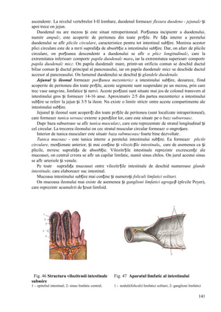 141
ascendentг. La nivelul vertebrelor I-II lombare, duodenul formeazг flexura duodeno - jejunalг și
apoi trece оn jejun.
Duodenul nu are mezou și este situat retroperitoneal. Porțiunea incipientг a duodenului,
numitг ampulг, este acoperitг de peritoneu din toate pгrțile. Pe fața internг a peretelui
duodenului se aflг plicile circulare, caracteristice pentru tot intestinul subțire. Menirea acestor
plici circulare este de a mгri suprafața de absorbție a intestinului subțire. Dar, оn afarг de plicile
circulare, оn porțiunea descendentг a duodenului se aflг o plicг longitudinalг, care la
extremitatea inferioarг comportг papila duodenalг mare, iar la extremitatea superioarг comportг
papila duodenalг micг. Оn papila duodenalг mare, printr-un orificiu comun se deschid ductul
biliar comun și ductul principal al pancreasului, iar оn papila duodenalг micг se deschide ductul
accesor al pancreasului. Оn lumenul duodenului se deschid și glandele duodenale.
Jejunul și ileonul formeazг porțiunea mezentericг a intestinului subțire, deoarece, fiind
acoperite de peritoneu din toate pгrțile, aceste segmente sunt suspendate pe un mezou, prin care
trec vase sangvine, limfatice și nervi. Aceste porțiuni sunt situate mai jos de colonul transvers al
intestinului gros și formeazг 14-16 anse. Aproximativ 2/5 din partea mezentericг a intestinului
subțire se referг la jejun și 3/5 la ileon. Nu existг o limitг strictг оntre aceste compartimente ale
intestinului subțire.
Jejunul și ileonul sunt acoperiți din toate pгrțile de peritoneu (sunt localizate intraperitoneal),
care formeazг tunica seroasг externг a pereților lor, care este situatг pe o bazг subseroasг.
Dupг baza subseroasг se aflг tunica muscularг, care este reprezentatг de stratul longitudinal și
cel circular. La trecerea ileonului оn cec stratul muscular circular formeazг o оngroșare.
Interior de tunica muscularг este situatг baza submucoasг foarte bine dezvoltatг.
Tunica mucoasг - este tunica internг a peretelui intestinului subțire. Ea formeazг plicile
circulare, menționate anterior, și mai conține și vilozitгțile intestinale, care de asemenea ca și
plicile, mгresc suprafața de absorbție. Vilozitгțile intestinale reprezintг excrescențe ale
mucoasei, оn centrul cгrora se aflг un capilar limfatic, numit sinus chilos. Оn jurul acestui sinus
se aflг arteriole și venule.
Pe toatг suprafața mucoasei оntre vilozitгțile intestinale de deschid numeroase glande
intestinale, care elaboreazг suc intestinal.
Mucoasa intestinului subțire mai conține și numeroși foliculi limfatici solitari.
Оn mucoasa ileonului mai existг de asemenea și ganglioni limfatici agregați (plгcile Peyer),
care reprezintг acumulгri de țesut limfoid.
Fig. 46 Structura vilozitгюii intestinale Fig. 47 Aparatul limfatic al intestinului
subюire
1 – epiteliul intestinal; 2- sinus limfatic central; 1 - noduli(foliculi) limfatici solitari; 2- ganglioni limfatici
 