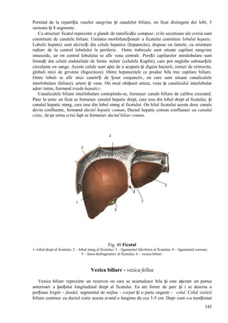 143
Pornind de la repartiția vaselor sangvine și canalelor biliare, оn ficat distingem doi lobi, 5
sectoare și 8 segmente.
Ca structurг ficatul reprezintг o glandг de ramificație compusг, cгile secretoare ale cгreia sunt
constituite de canalele biliare. Unitatea morfofuncționalг a ficatului constituie lobulul hepatic.
Lobulii hepatici sunt alcгtuiți din celule hepatice (hepatocite), dispuse оn lamele, cu orientare
radiarг de la centrul lobulului la periferie. Оntre trabecule sunt situate capilare sangvine
sinusoide, iar оn centrul lobulului se aflг vena centralг. Pereții capilarelor intralobulare sunt
formați din celule endoteliale de formг stelatг (celulele Kupfer), care pot оngloba substanțele
circulante оn sвnge. Aceste celule sunt apte de a acapara și digera bacterii, resturi de eritrocite,
globuli mici de grгsime (fagocitoza). Оntre hepatocitele ce produc bila trec capilare biliare.
Оntre lobuli se aflг mici cantitгți de țesut conjunctiv, оn care sunt situate canaliculele
interlobulare (biliare), artere și vene. Оn mod obișnuit artera, vena și canaliculul interlobular
aderг intim, formвnd triada hepaticг.
Canaliculele biliare interlobulare contopindu-se, formeazг canale biliare de calibru crescвnd.
Pвnг la urmг оn ficat se formeazг canalul hepatic drept, care iese din lobul drept al ficatului, și
canalul hepatic stвng, care iese din lobul stвng al ficatului. Оn hilul ficatului aceste douг canale
devin confluente, formвnd ductul hepatic comun. Ductul hepatic comun conflueazг cu canalul
cistic, de pe urma cгrui fapt se formeazг ductul biliar comun.
Fig. 48 Ficatul
1- lobul drept al ficatului; 2 – lobul stвng al ficatului; 3 – ligamentul falciform al ficatului; 4 – ligamentul coronar;
5 – faюa diafragmaticг al ficatului; 6 – vezica biliarг.
Vezica biliarг - vezica fellea
Vezica biliarг reprezintг un rezervor оn care se acumuleazг bila și este așezatг оn partea
anterioarг a șanțului longitudinal drept al ficatului. Ea are formг de parг și i se descriu o
porțiune lгrgitг - fundul, segmentul de mijloc - corpul și o parte оngustг - colul. Colul vezicii
biliare continuг cu ductul cistic acesta avвnd o lungime de cca 3-5 cm. Dupг cum s-a menționat
 